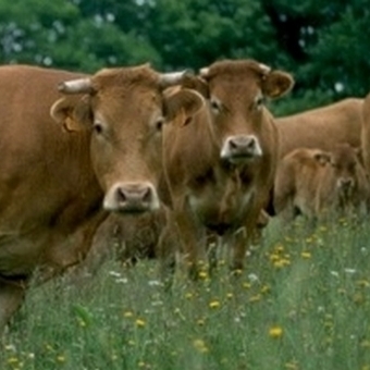 Le GAEC Limousin Bourgogne